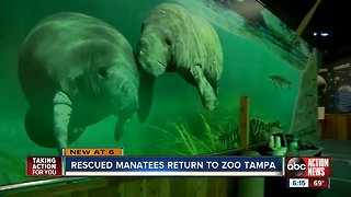 Manatee Critical Care Center is back open at Zoo Tampa after big renovations