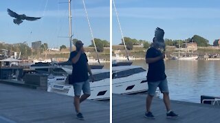 Sneaky seagull steals guy's apple right from his hand