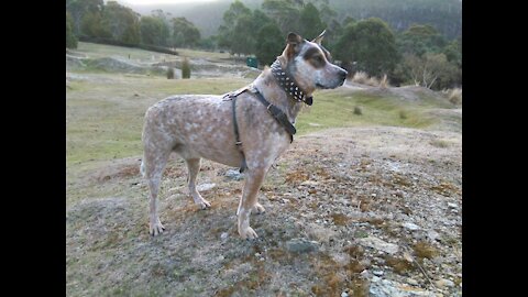 The adventures of Sheriff the Australian Cattledog