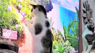 Kittens go crazy to get at birds & butterflies on TV