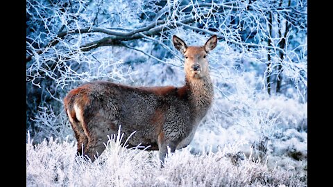 deer in the winters