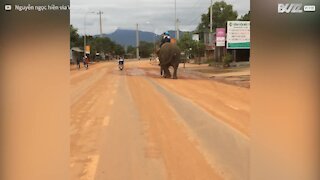 In Vietnam si va a scuola a dorso di un elefante