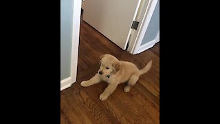 Golden Retriever Puppy Fights His Mirror Reflection