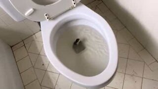 Den här killen hittade en orm i sin toalett!