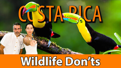 Important Things To Know About The Wildlife In Costa Rica