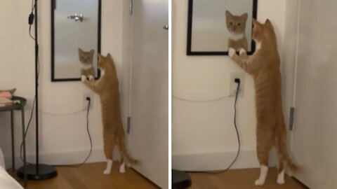 Cat Is Shocked By Reflection After Discovering Mirror