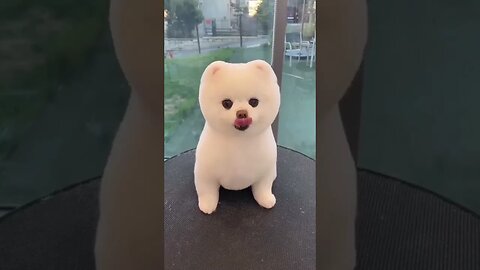 The Funniest Dog in the World #puppy #shorts #shorts #viral #tiktok