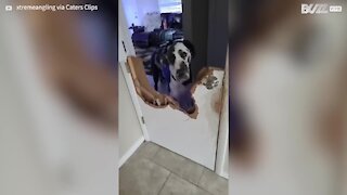 Cão mostra que odeia porta nova!
