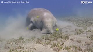 Une nageuse se retrouve face à un dugong