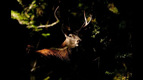 Roaring Red Stags of the Rugged South Island of New Zealand - final episode (4)