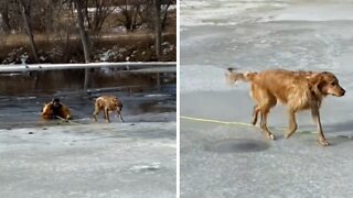 Firefighter rescues golden retriever from icy Colorado pond