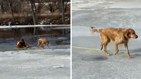 Firefighter rescues golden retriever from icy Colorado pond