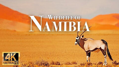 животные Намибии 4k - Замечательный фильм о дикой природе с успокаивающей музыкой