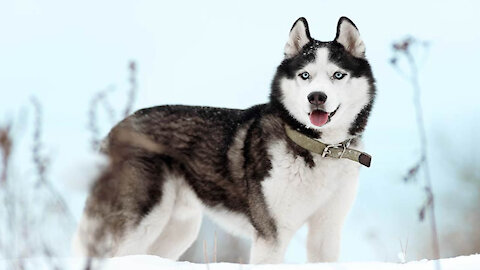 Siberian Husky Dog Breed