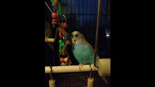 Playing around with a parakeet/budgie