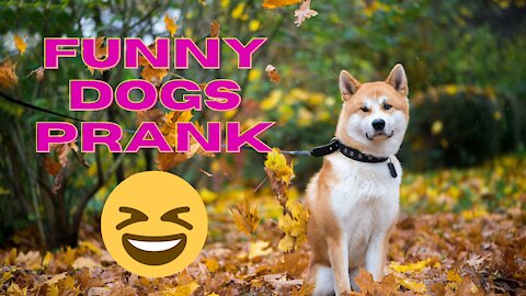 Funny dogs prank