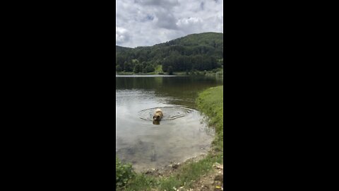 Dog taking a little swim in Krushevo lake