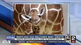 Maryland Zoo welcomes new baby giraffe