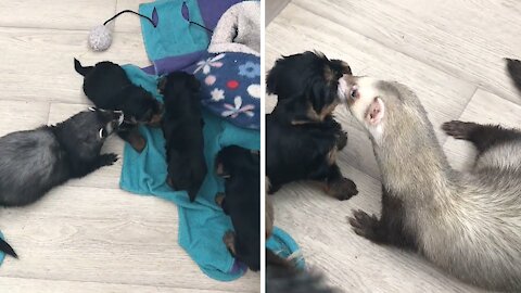 Yorkie puppy enjoys playing game with ferrets