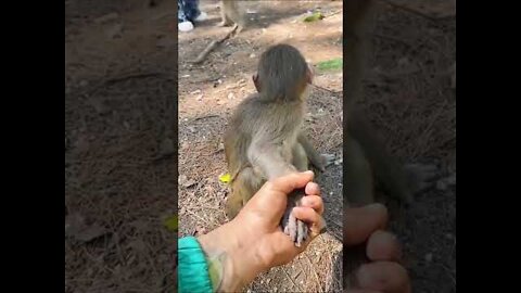 Baby monkey gets afraid 😁 funny monkey