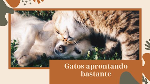 Gatos aprontando bastante(cat doing a lot)