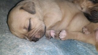 Pitbull babies napping