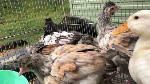 New baby 6 weeks old chicks and duckling. Ruby’s rain scald and Guinea fowl keets