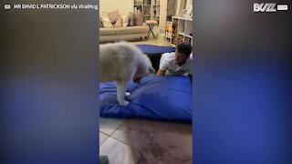 Ce husky devient fou face à son jouet qui couine