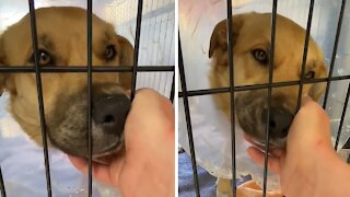 Rescue dog just wants cuddles after his leg is amputated