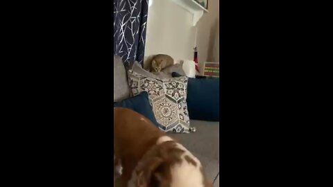 Funny cat attacks dog