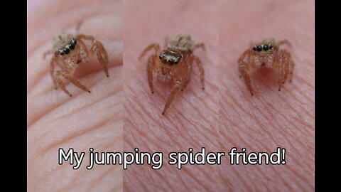 Day 21 of #30DaysWild 2022 - My jumping spider friend!