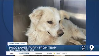 PACC helps dog recover after found caught in trap