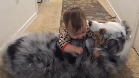 Baby conquers Australian Shepherd "mountain" climb