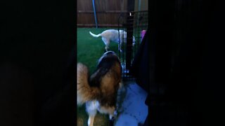 Dogs outside