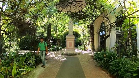 300 years old grape trees at Museum La Merced in Santiago, Chile