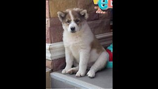 Thaï puppy dog singing under the stool