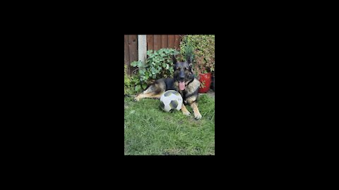 Zafra German Shepherd Dog Training For Personal Protection