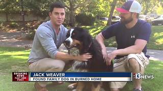 Family dog survives California wildfire