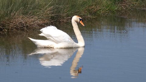 Swan & Ducklings Pett Level