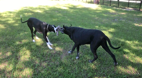 Funny Great Danes Love To Play Upside Down Tug Of War Games