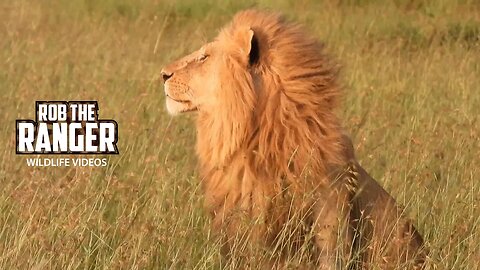 Lion Pride Slowly Getting Active | Maasai Mara Safari | Zebra Plains