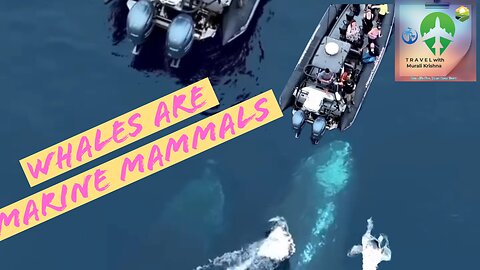 Whales are marine mammals