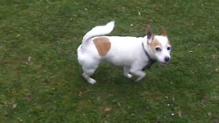 Funny dogs playing in the garden with their owner