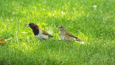 Dark-eyed Junco