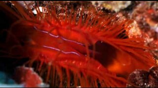 Impressionante molusco elétrico encontrado na Indonésia