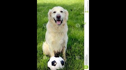 How a dog brought a football match to a halt, Very Adorable