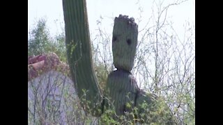 GROOT! Tucson cactus looks like Guardians of the Galaxy superhero - ABC15 Digital