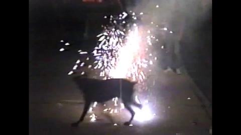 Big Black Dog Attacks The Fireworks On The 4th Of July