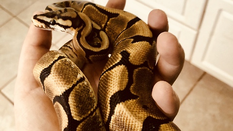 Ryker the ball python