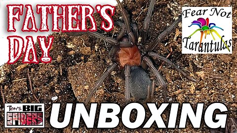Father's Day Unboxing from Fear Not Tarantulas